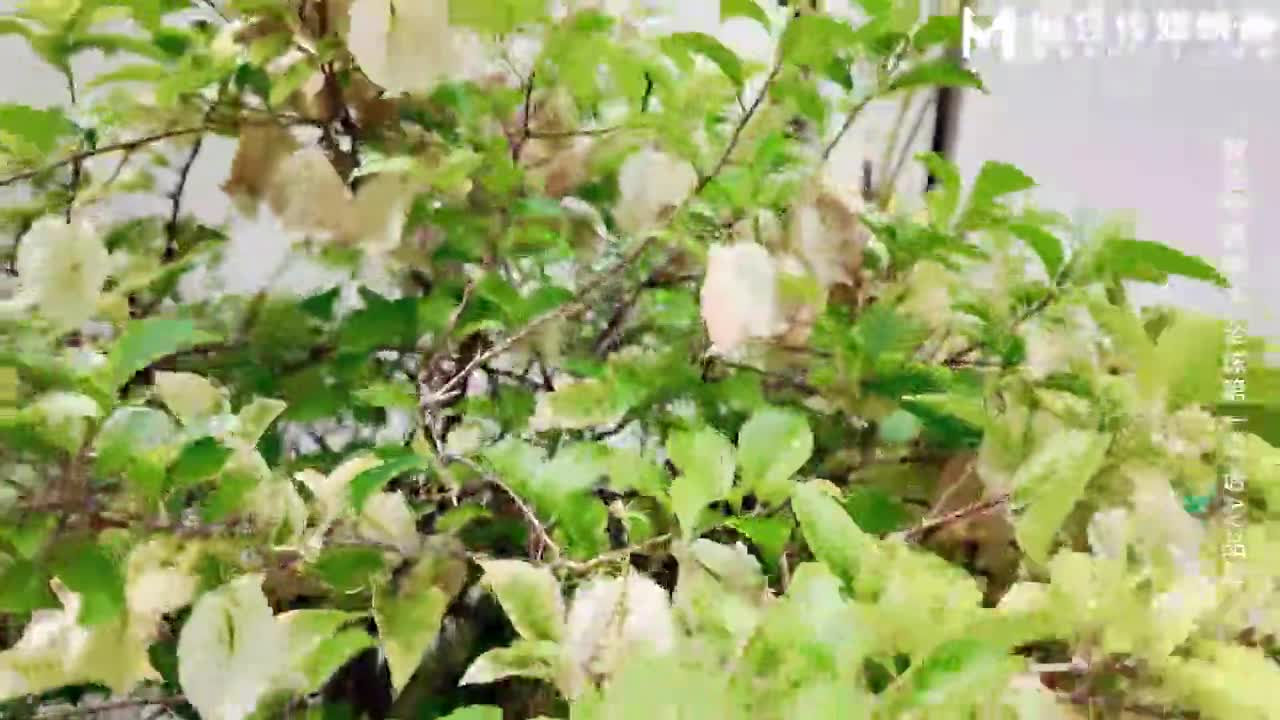 MSD183 足球宝贝遭遇浓精射门